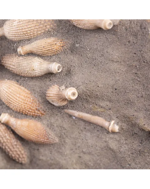 Pseudocidaris Mammosa: Fossile su Matrice.