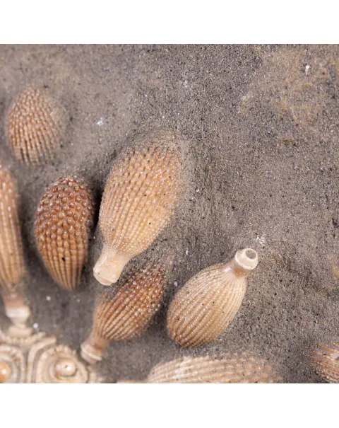 Pseudocidaris Mammosa: Fossile su Matrice.
