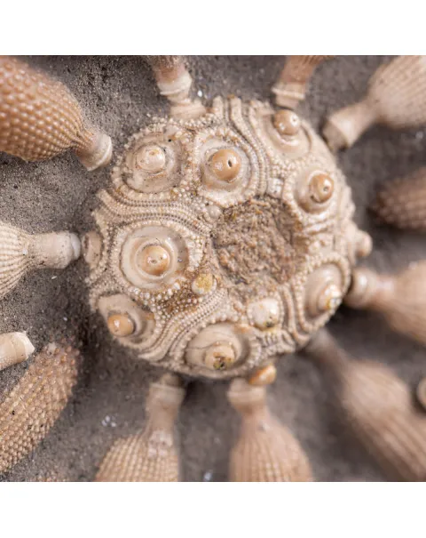 Pseudocidaris Mammosa: Fossile su Matrice.
