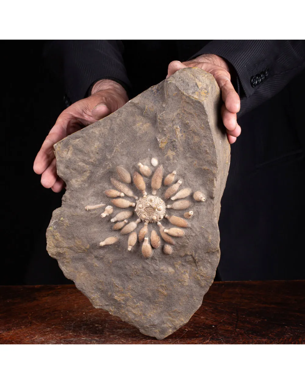 Pseudocidaris Mammosa: Fossile su Matrice.