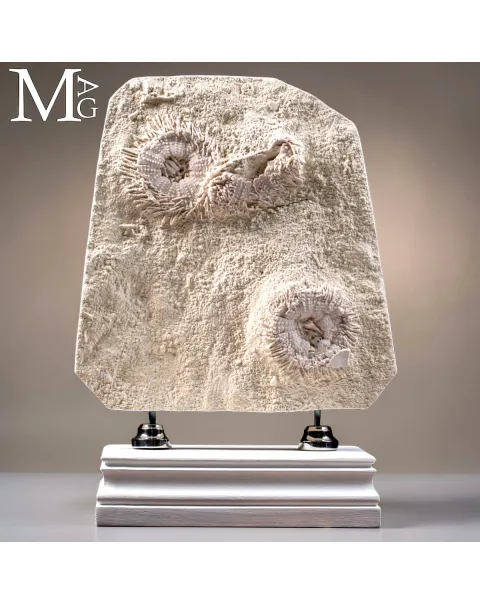 Lastra con Echinoidi Fossili su Matrice Calcarea – Francia