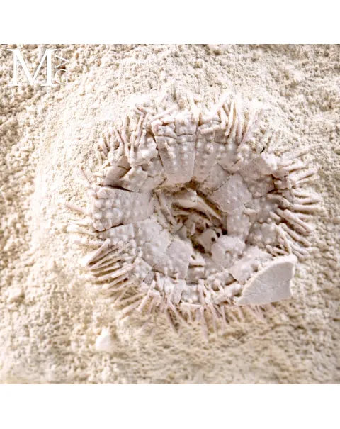 Lastra con Echinoidi Fossili su Matrice Calcarea – Francia