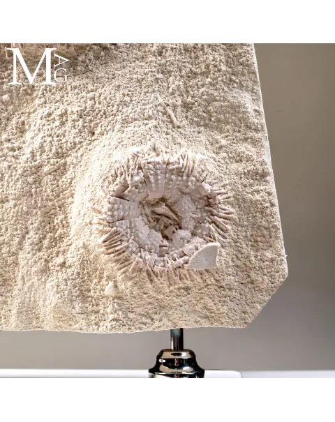 Lastra con Echinoidi Fossili su Matrice Calcarea – Francia
