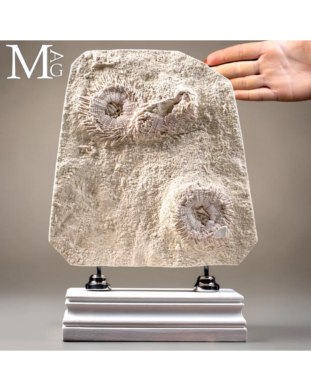 Lastra con Echinoidi Fossili su Matrice Calcarea – Francia
