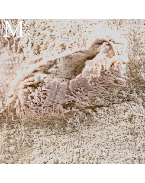 Lastra con Echinoidi Fossili su Matrice Calcarea – Francia