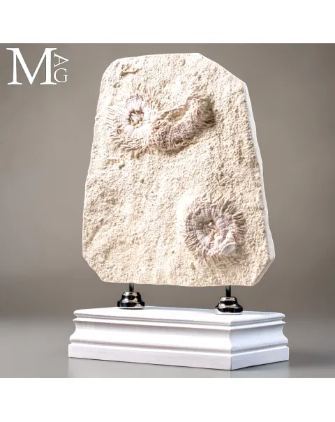 Lastra con Echinoidi Fossili su Matrice Calcarea – Francia