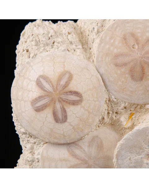 Sand Dollar Eleganza Fossile.