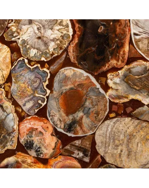 Tavolino in Legno Fossile Pietrificato