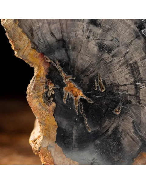 Tronco Legno Fossile - Araucaria Pietrificata.