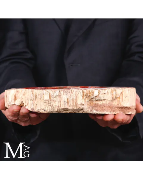 Portaoggetti in Legno Fossile di Conifera - Un’elegante Fusione di Storia e Design