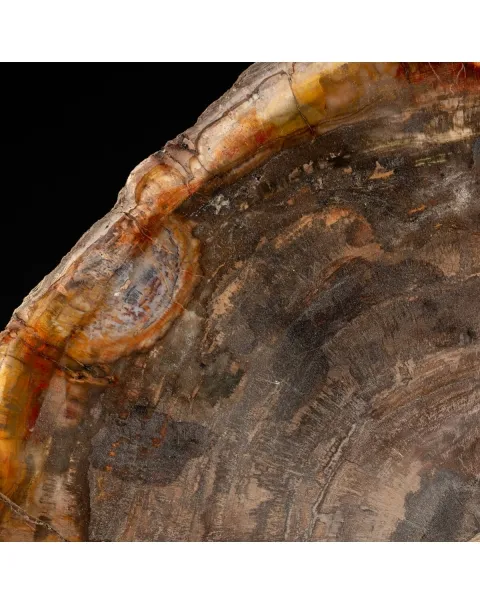 Lastra Legno Fossile