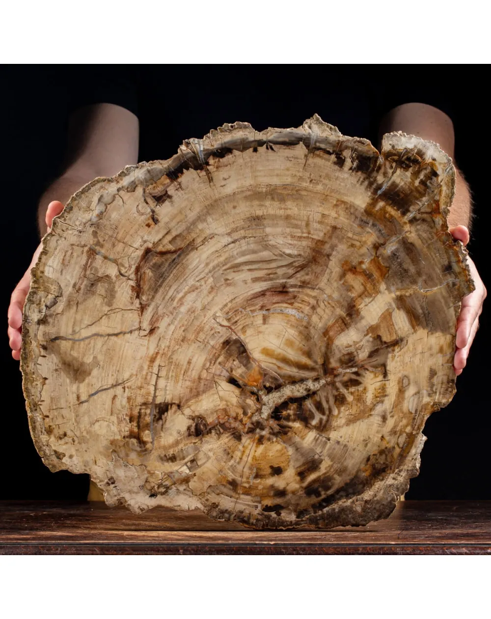 Lastra Legno Fossile