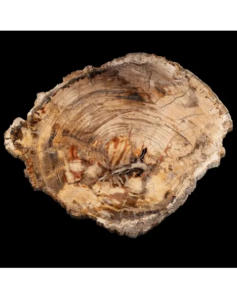 Lastra Legno Fossile