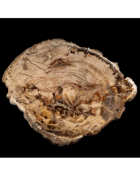 Lastra Legno Fossile