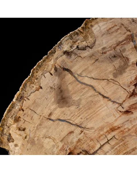 Lastra Legno Fossile