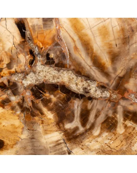 Lastra Legno Fossile