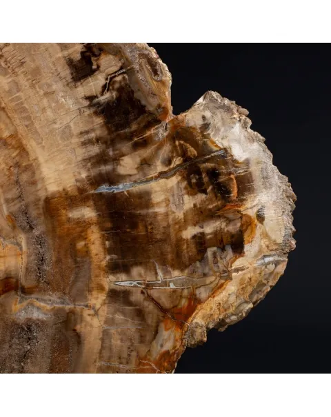 Lastra Legno Fossile