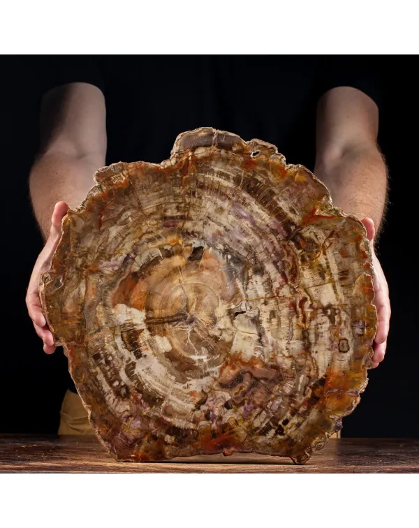 Lastra Legno Fossile