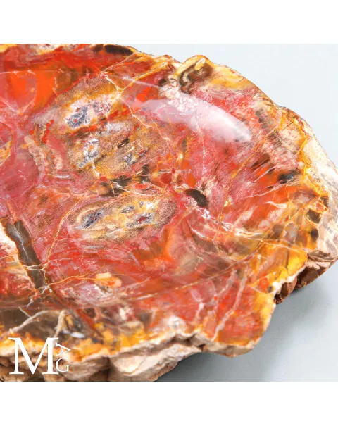 Portaoggetti in Legno Fossile - Foresta Pietrificata
