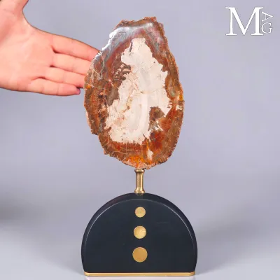 Eco di un Antico Albero Pietrificato - Legno Fossile