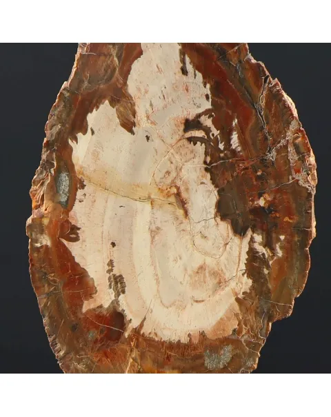 Legno di Auricaria Pietrificata su base