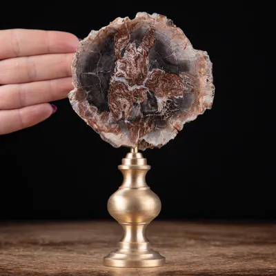 Legno Fossile di Araucaria: Una Storia Geologica nella Tua Casa.