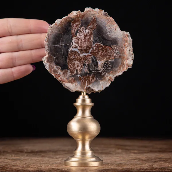 Legno Fossile di Araucaria: Una Storia Geologica nella Tua Casa.