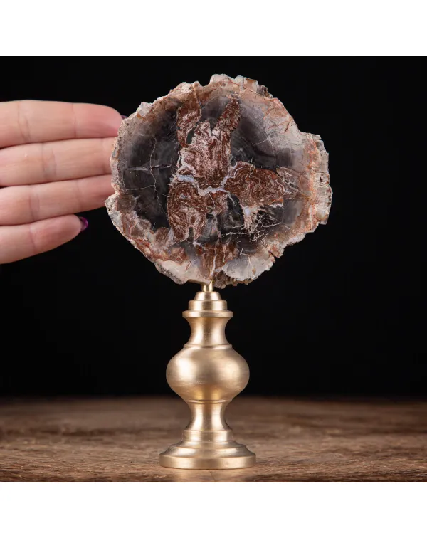 Legno Fossile di Araucaria: Una Storia Geologica n...