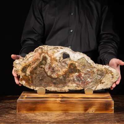 Lastra di Legno Fossile su Piedistallo