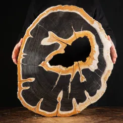 Legno Fossile (62)