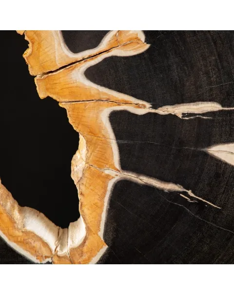 Lastra di Palma Fossile