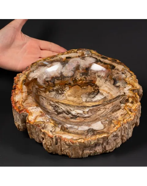 Portaoggetti in Legno Fossile