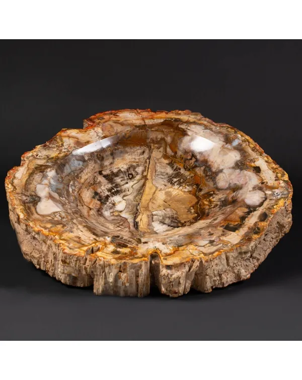 Portaoggetti in Legno Fossile