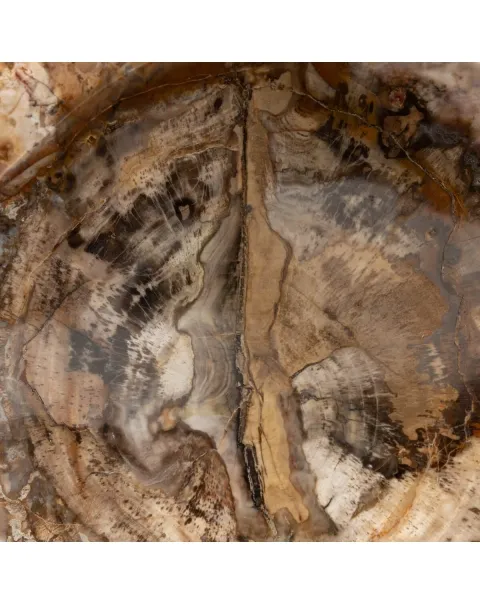 Portaoggetti in Legno Fossile