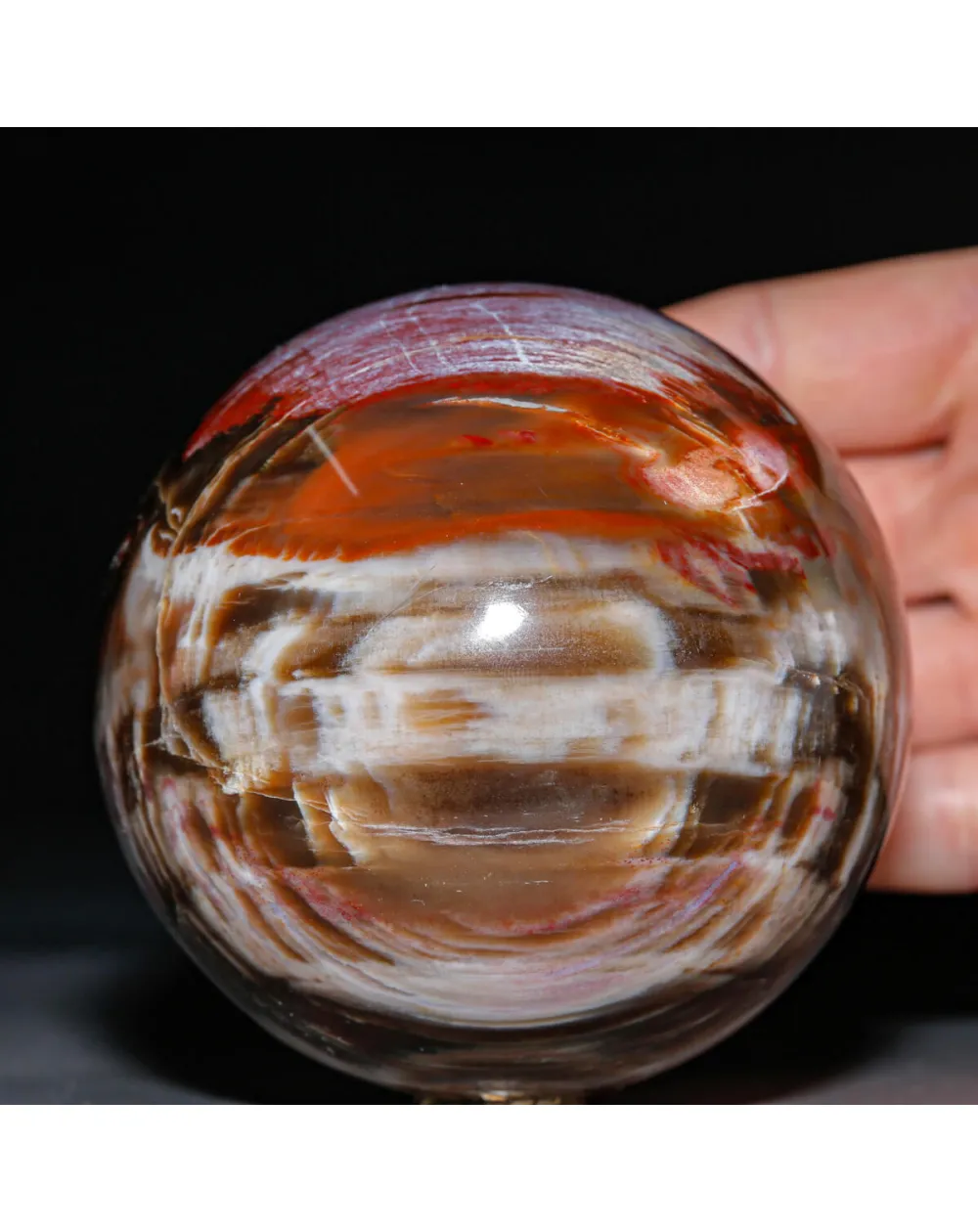 Sfera in Legno Fossile Policromo del Madagascar.