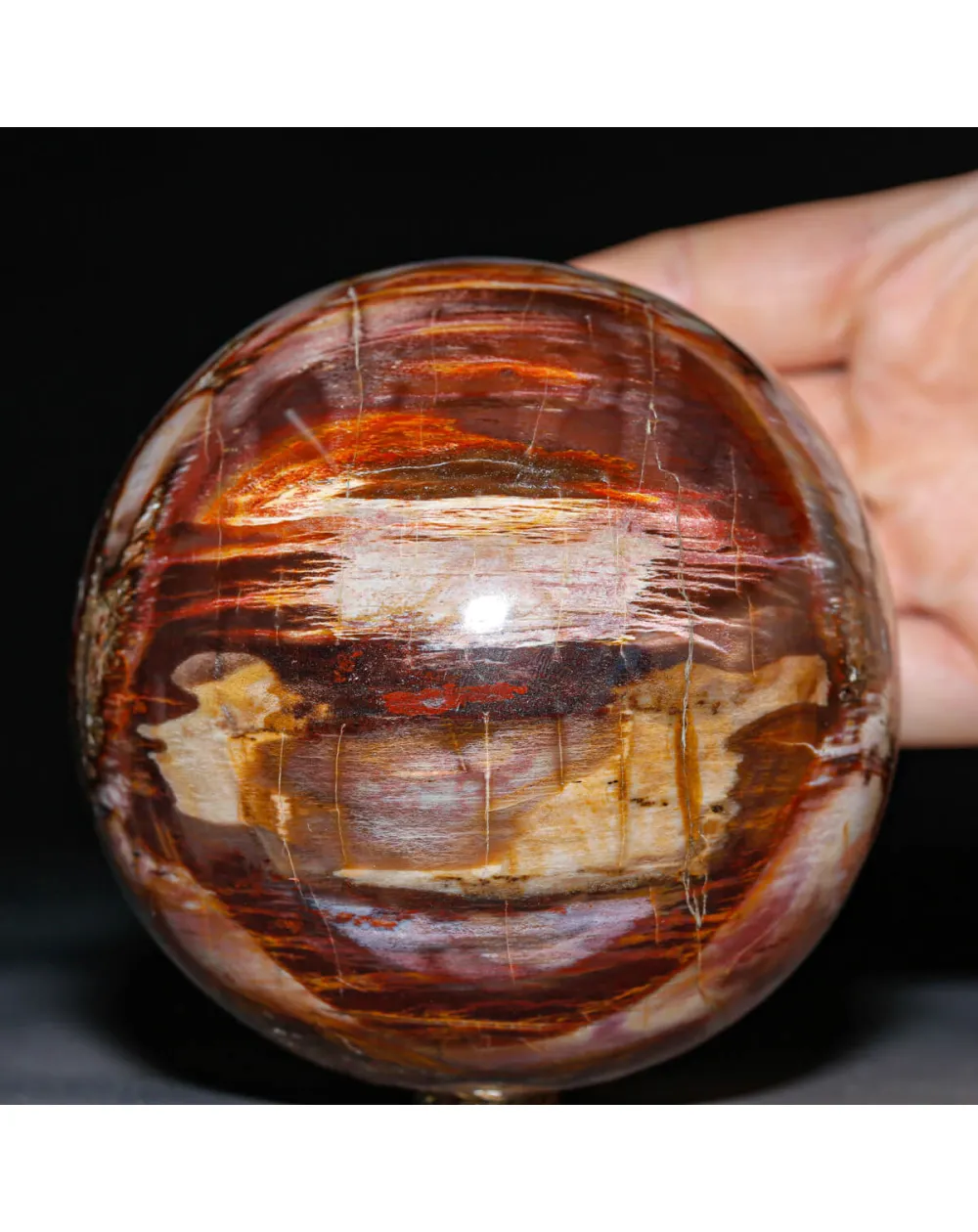 Sfera in Legno Fossile Policromo del Madagascar.