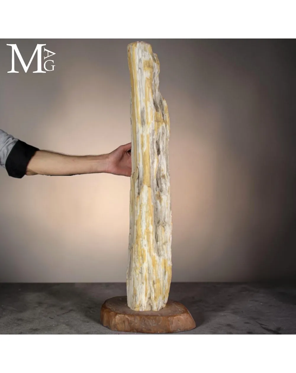 Grande tronco fossile dall’Indonesia su base.