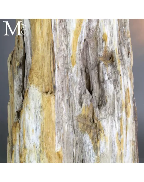Grande tronco fossile dall’Indonesia su base.