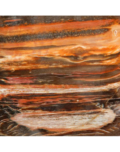 Legno Fossile del Madagascar – Testimonianza di un'era perduta.