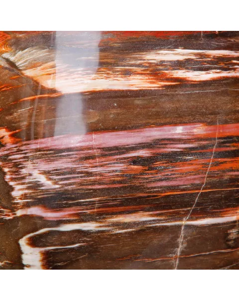 Legno Fossile del Madagascar – Testimonianza di un'era perduta.