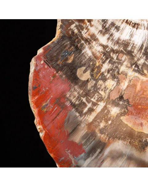Sezione di Legno Fossile del Triassico.