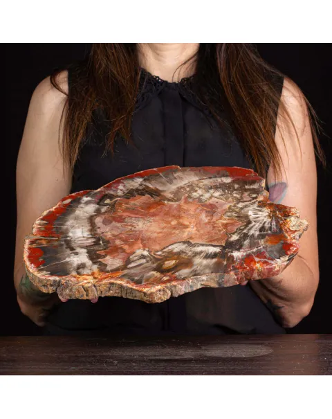 Un’Opera d’Arte Naturale: Legno Fossile.