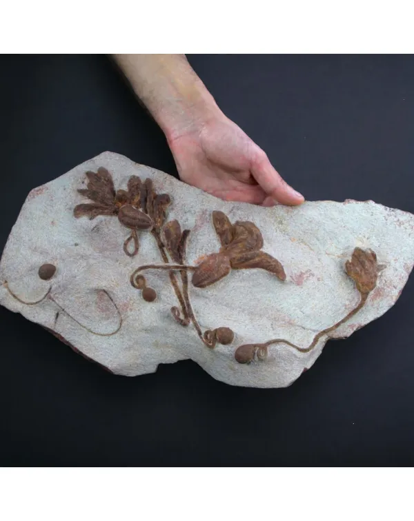 Scyphocrinites Lobolite con Trilobiti 