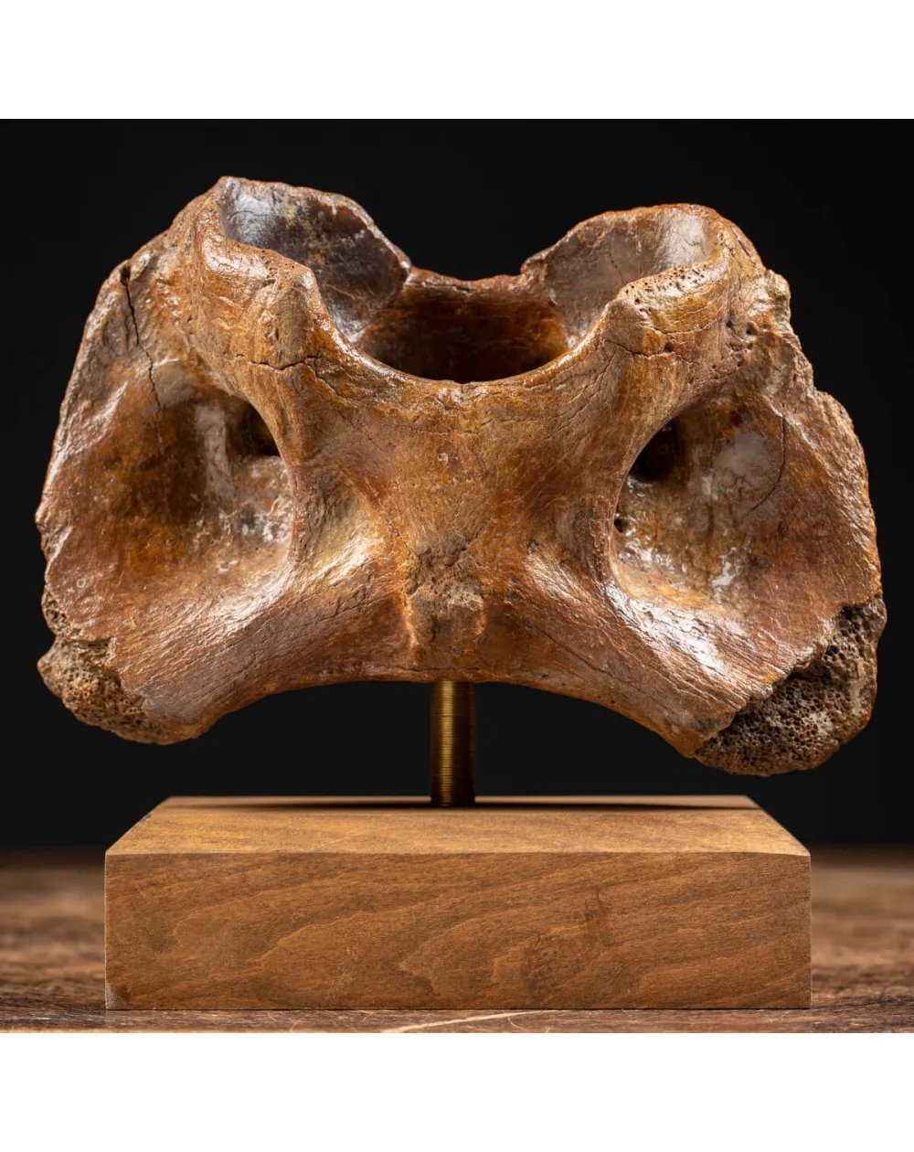 Vertebra Bison Priscus