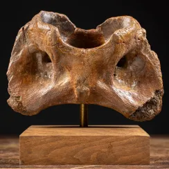 Bisonte della steppa (8)