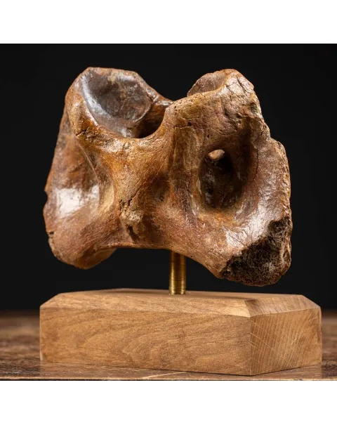 Vertebra Bison Priscus