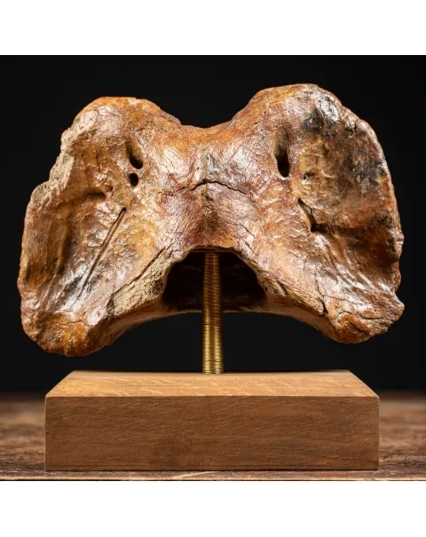 Vertebra Bison Priscus