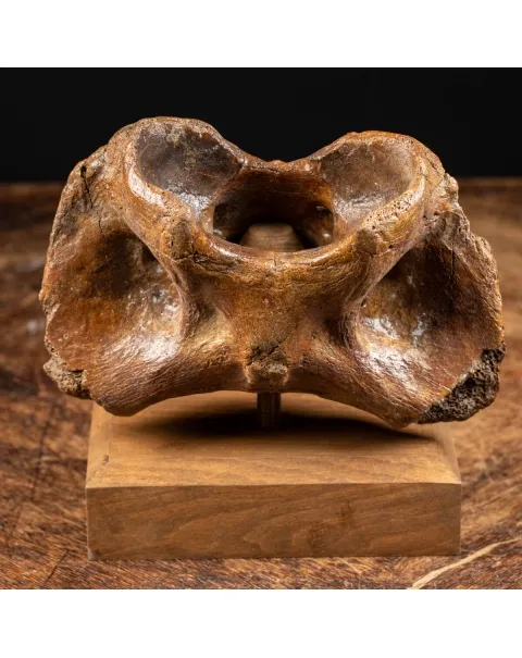 Vertebra Bison Priscus
