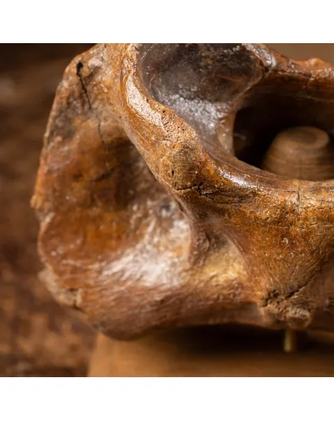 Vertebra Bison Priscus