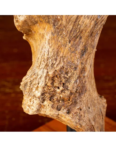 Eredità Congelata: Bacino di Mammuthus Primigenius.